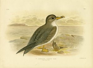 Gran Petrel Gris, 1891 de Gracius Broinowski